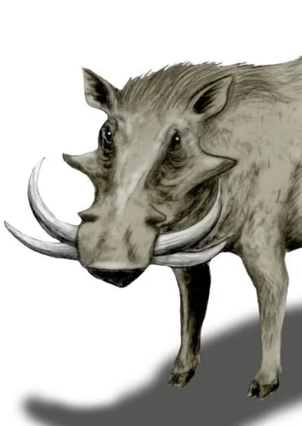 Metridiochoerus photo