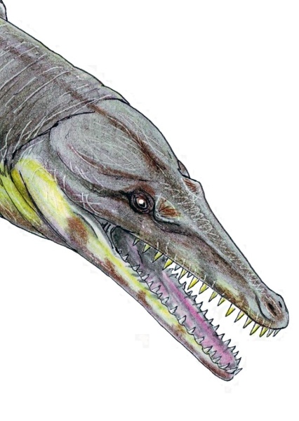 Metriorhynchus photo