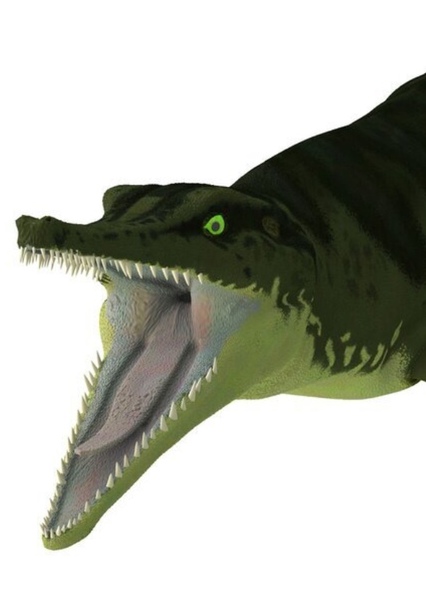 Metriorhynchus photo