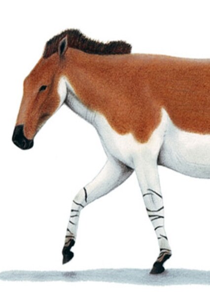 Mexican Horse