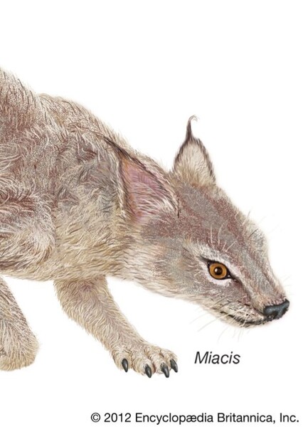 Miacis