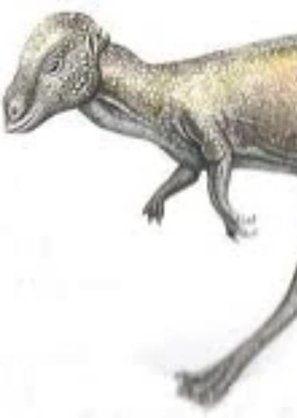 Microcephale