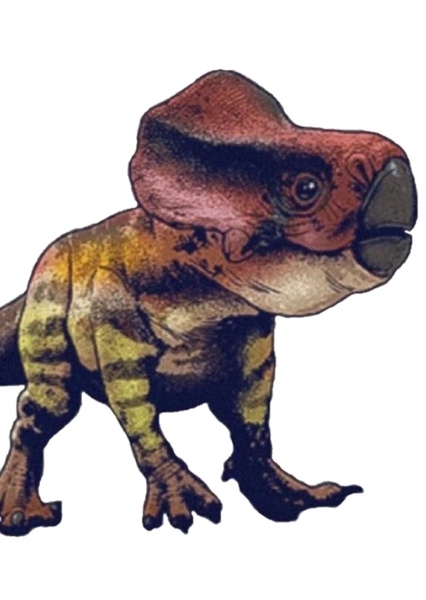 Microceratus photo