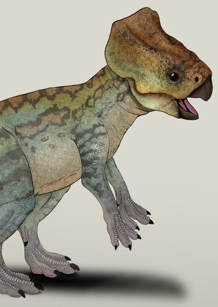 Microceratus photo