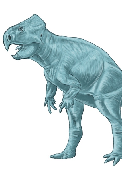 Microceratus photo