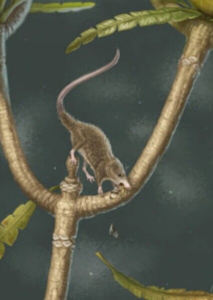 Microdoctodon