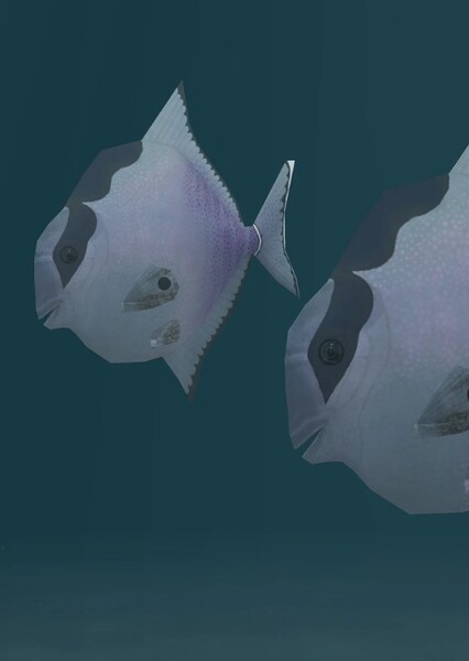 Micropycnodon