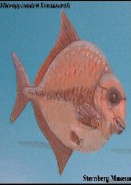 Micropycnodon