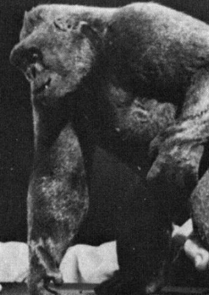 Mighty Joe Young (1949) photo