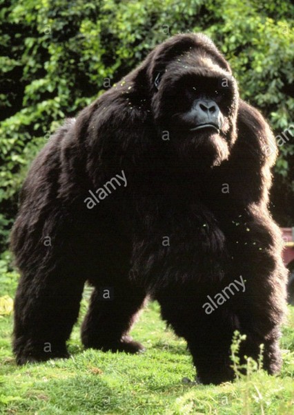 Mighty Joe Young (1998) photo