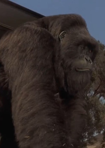 Mighty Joe Young (1998) photo