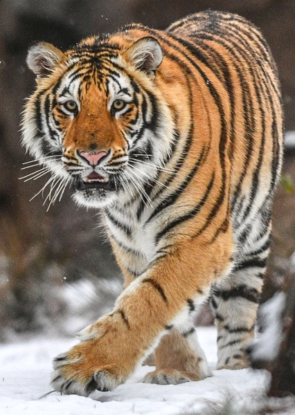 Mike the Tiger photo