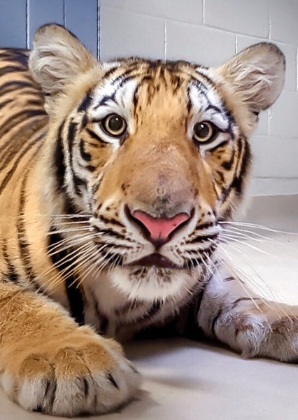 Mike the Tiger photo