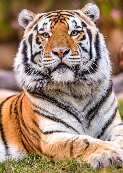 Mike the Tiger photo