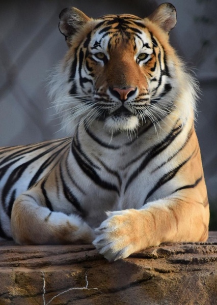 Mike the Tiger photo