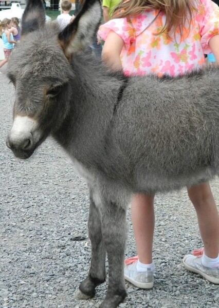 Miniature Donkey