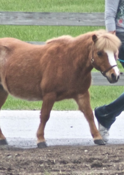 Miniature Horse