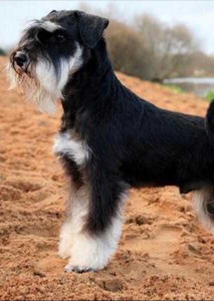 Miniature Schnauzer