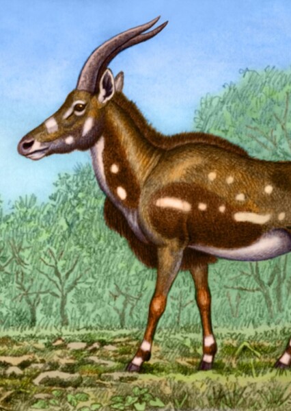 Miotragocerus
