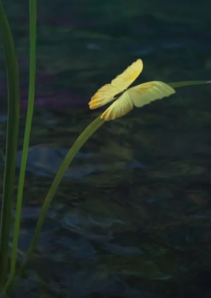 Miracle Butterflies