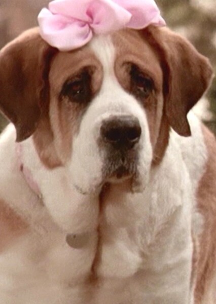 Missy (Beethoven)