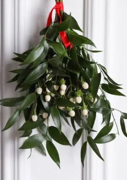 Mistletoe