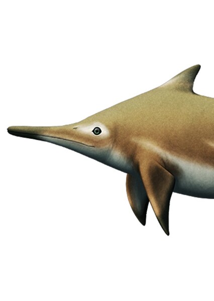 Mixosaurus photo