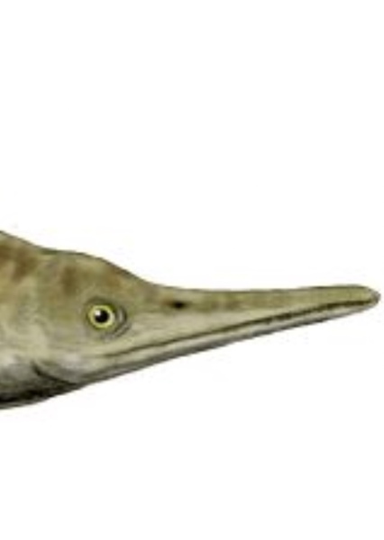 Mixosaurus photo