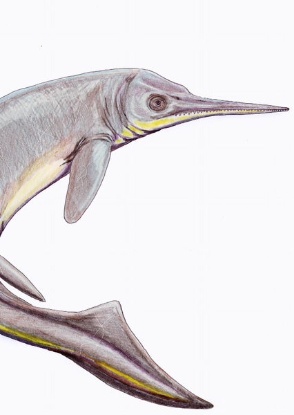 Mixosaurus photo