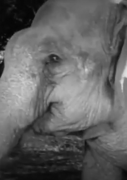 Modoc the Elephant photo