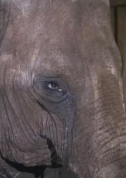 Modoc the Elephant photo