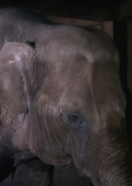 Modoc the Elephant photo