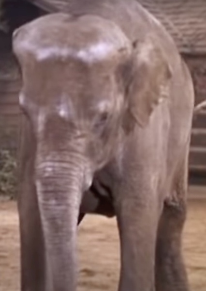 Modoc the Elephant photo