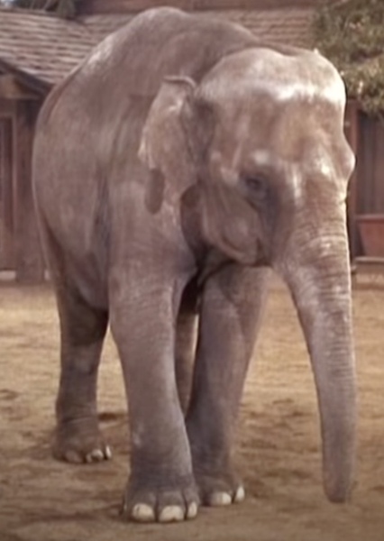 Modoc the Elephant photo