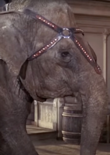 Modoc the Elephant photo
