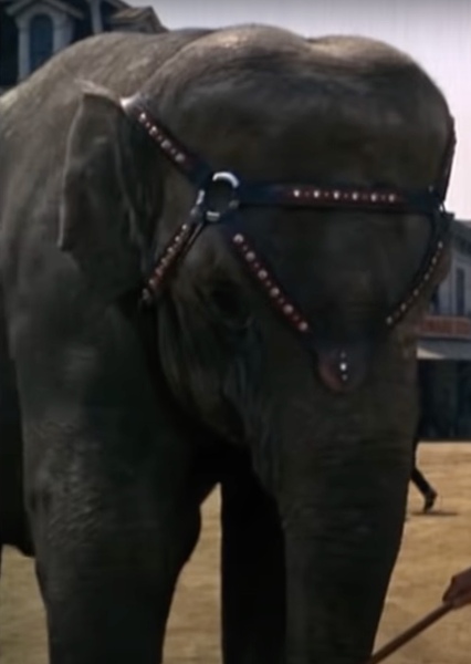 Modoc the Elephant photo