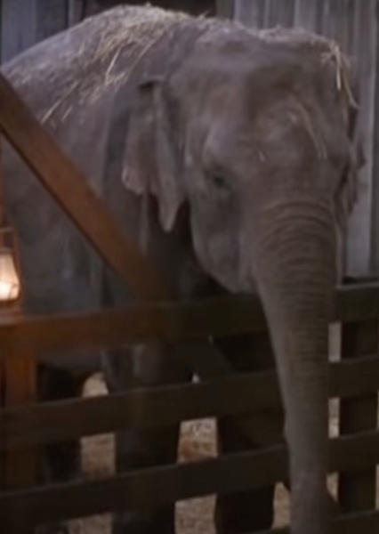 Modoc the Elephant photo
