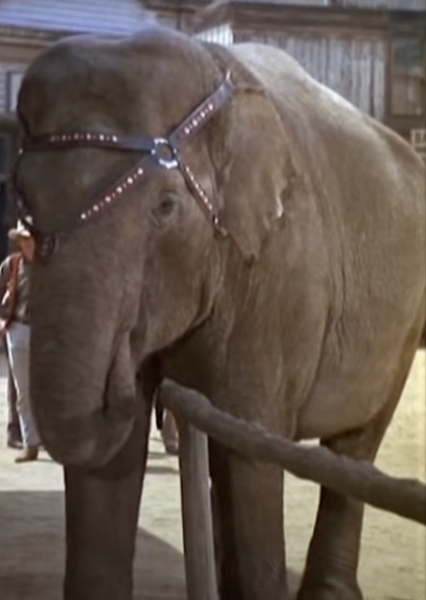 Modoc the Elephant photo