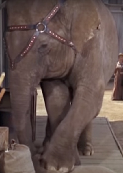 Modoc the Elephant photo