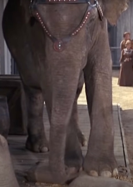 Modoc the Elephant photo