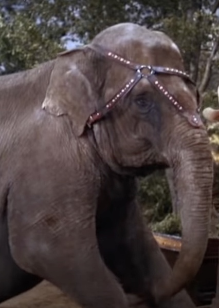 Modoc the Elephant photo