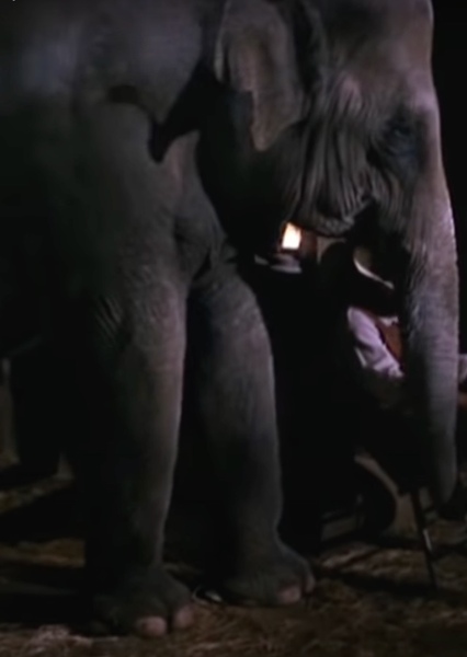 Modoc the Elephant photo
