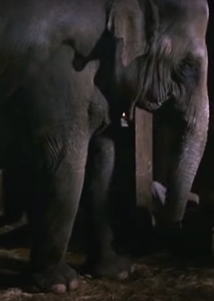 Modoc the Elephant photo