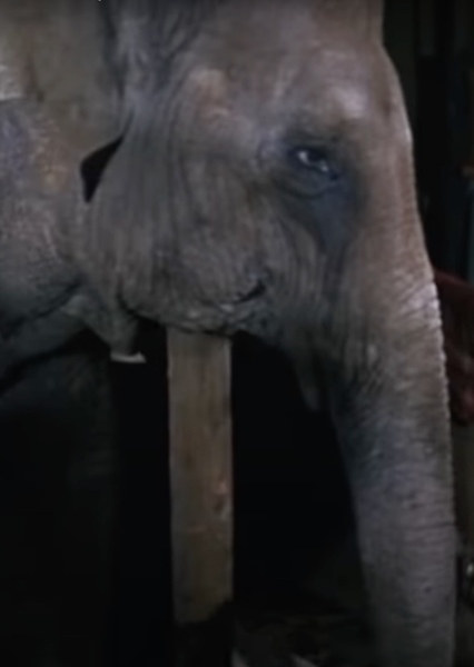 Modoc the Elephant photo