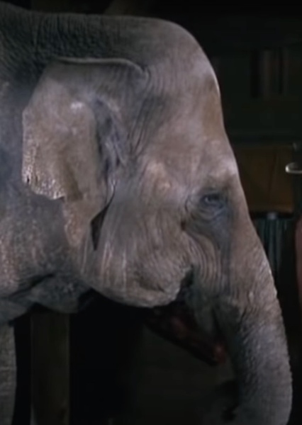 Modoc the Elephant photo