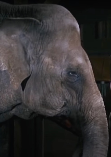 Modoc the Elephant photo