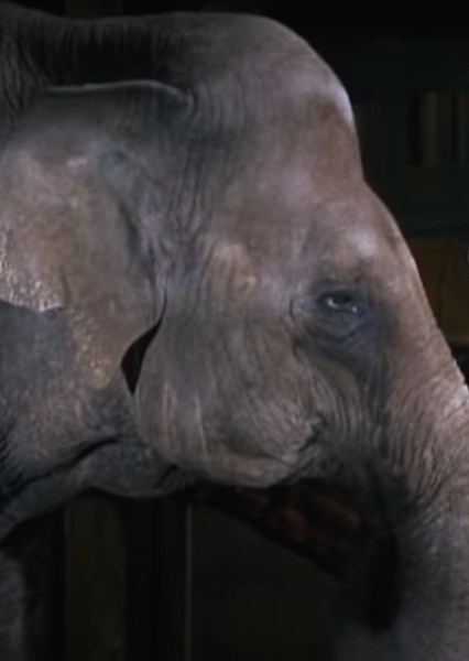 Modoc the Elephant photo