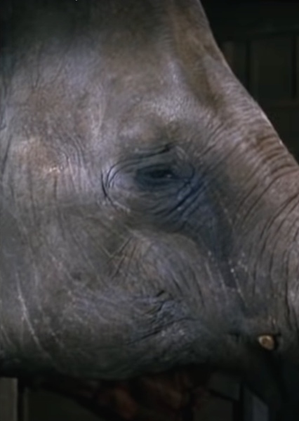 Modoc the Elephant photo