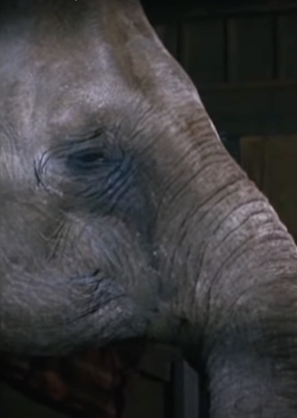 Modoc the Elephant photo