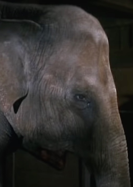 Modoc the Elephant photo